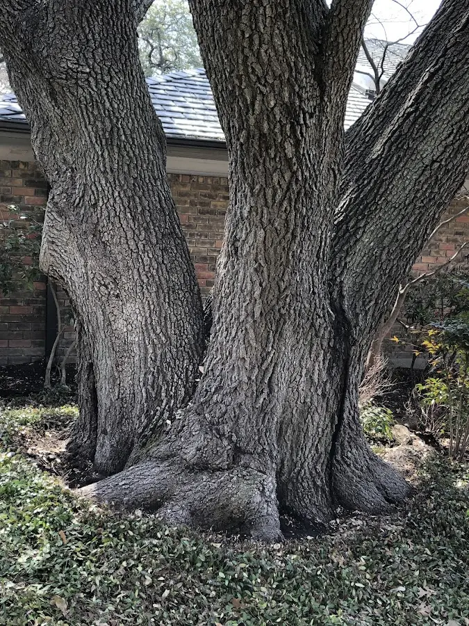 Mature heritage tree close to a Butte Des Morts property cared for by certified arborists